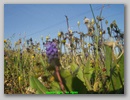 muscari_dans__les_vignes.jpg