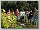 vendanges_2007_.jpg